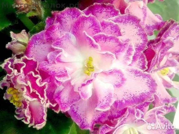 Фиалки разных сортов в наличии