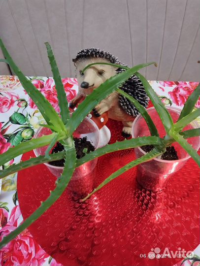 Алоэ лечебный