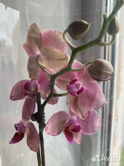 Орхидея фаленопсис