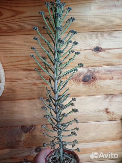 Суккуленты