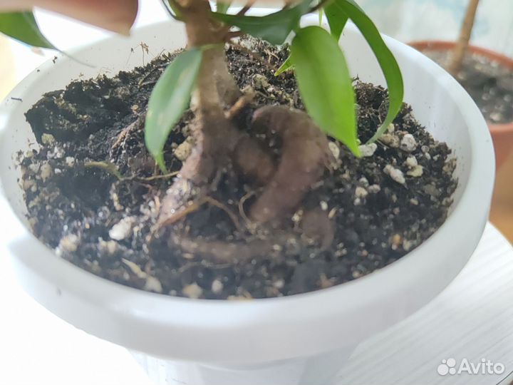 Бенджамина