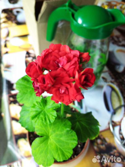 Пеларгония сортовая Скарлетт рамблер