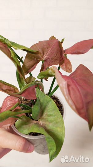 Сингониум розовый в стакане 0.5 л