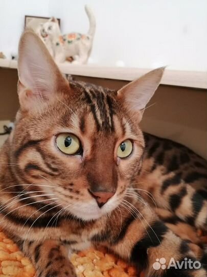 Бенгальский кот вязка