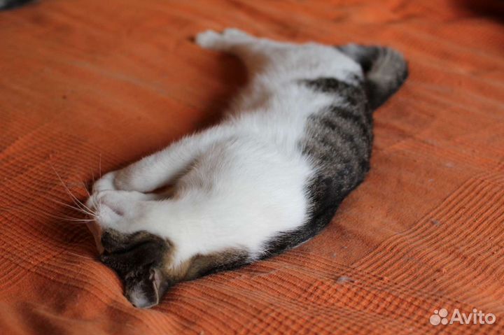 Котенок Пухляш