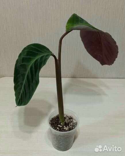 Калатея Варшевича, Руфибарба, Лансифолия