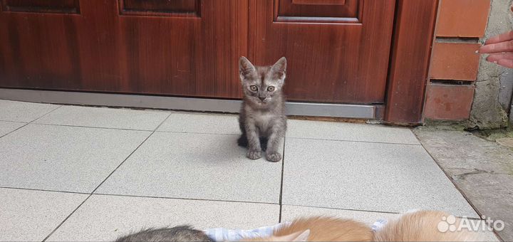 Котята в добрые руки бесплатно