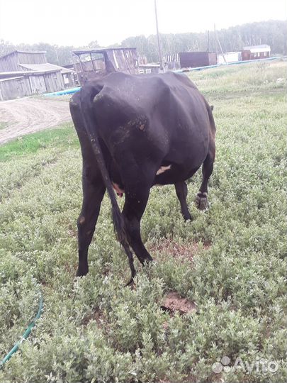 Коровы высокоудойные