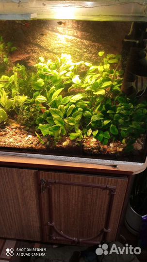 Аквариумные растения анубиас