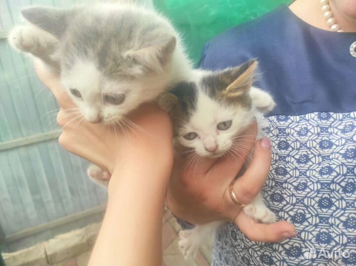 Котята ищут добрые руки