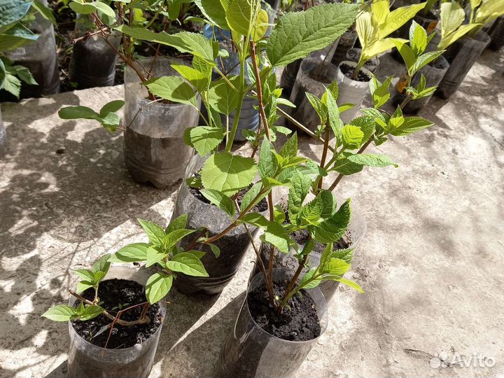 Рассада гортензии