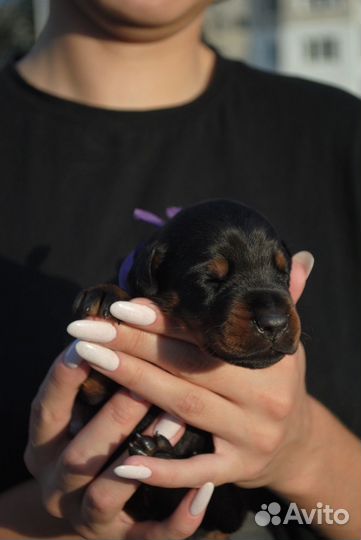 Щенки добермана