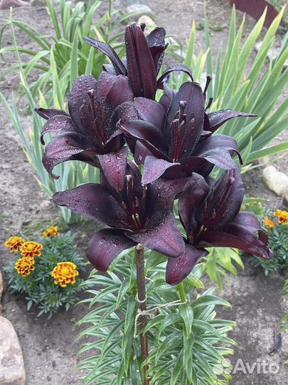 Цветы иноголетники, георгины