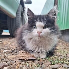 Котята в добрые руки бесплатно