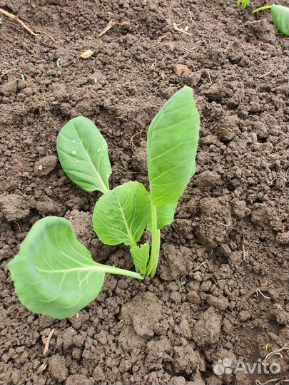 Рассада капусты