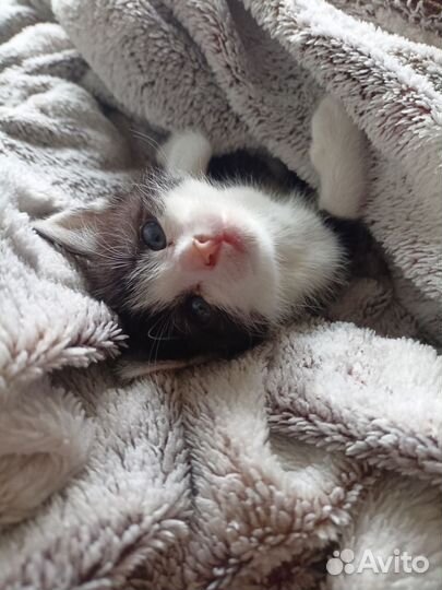 Котята сфинкса браш