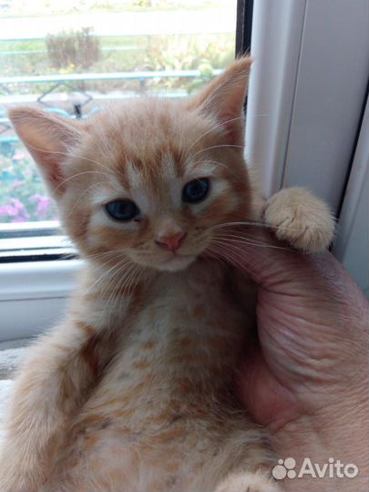 Отдам бесплатно котика 1 мес