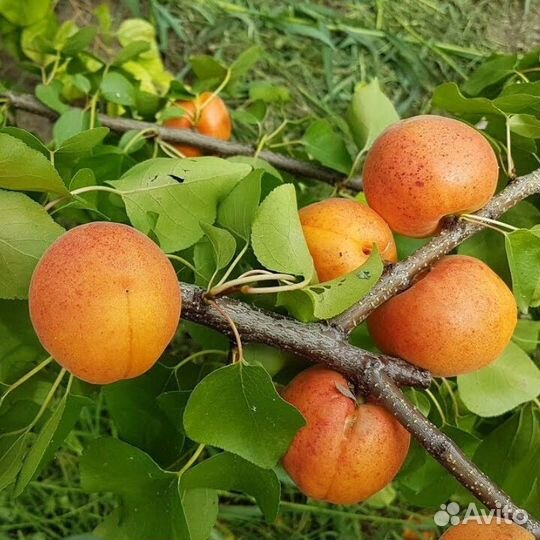 Абрикос Амур (1 саженец). Долина Растений