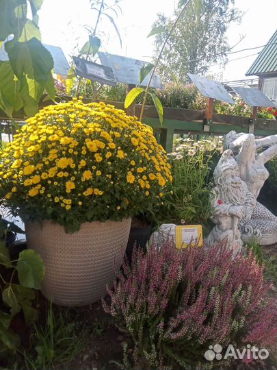 Хризантема в ассортименте