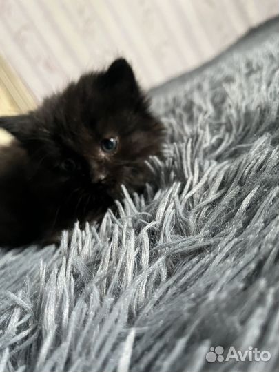 Отдам в добрые руки