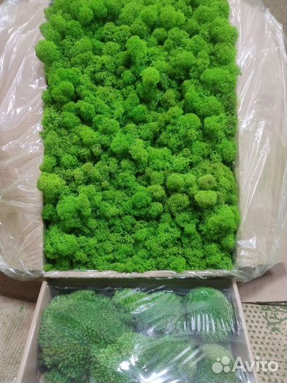 Стабилизированный мох ягель, пластовой, кочка