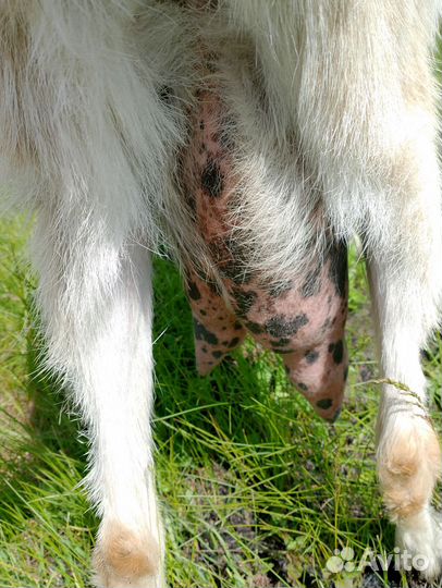 Коза дойная и козлик