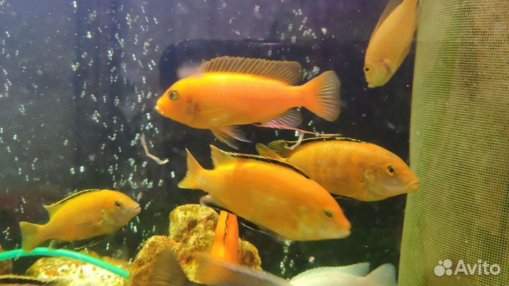 Рыбки Цихлиды