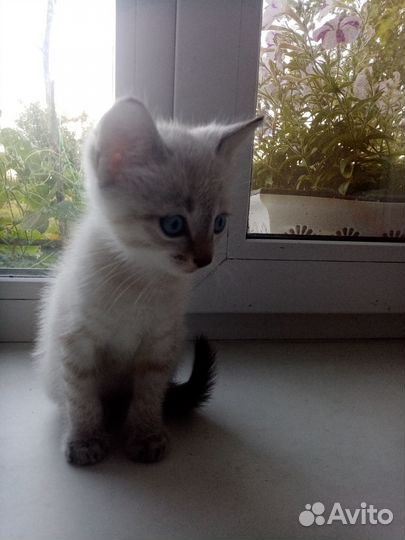 Отдам в добрые руки котенка