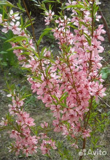 Лимонник, миндаль, Форзиция саженцы