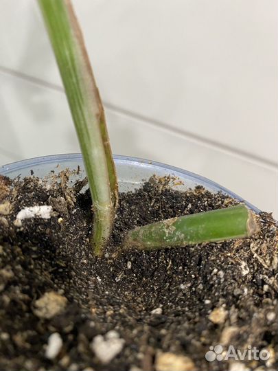 Монстера вариегатная альба