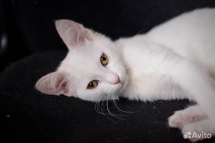 Белая кошечка