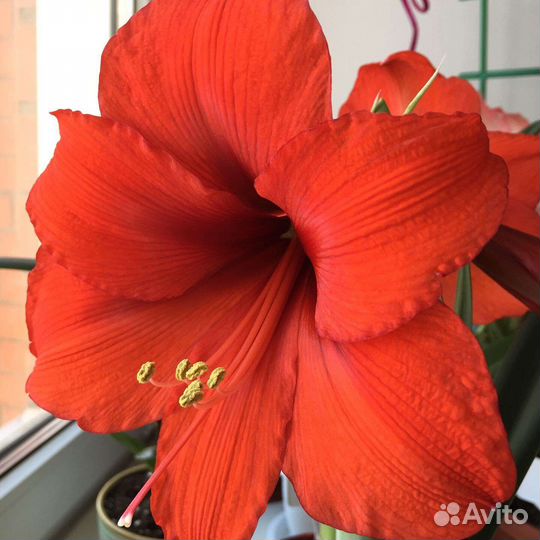 Амариллис(сеянцы)