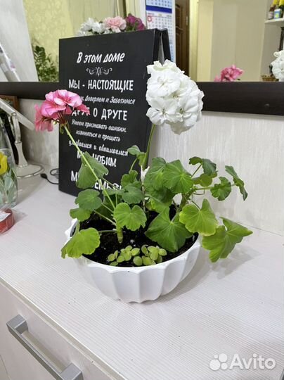 Герань пеларгония набор в горшке