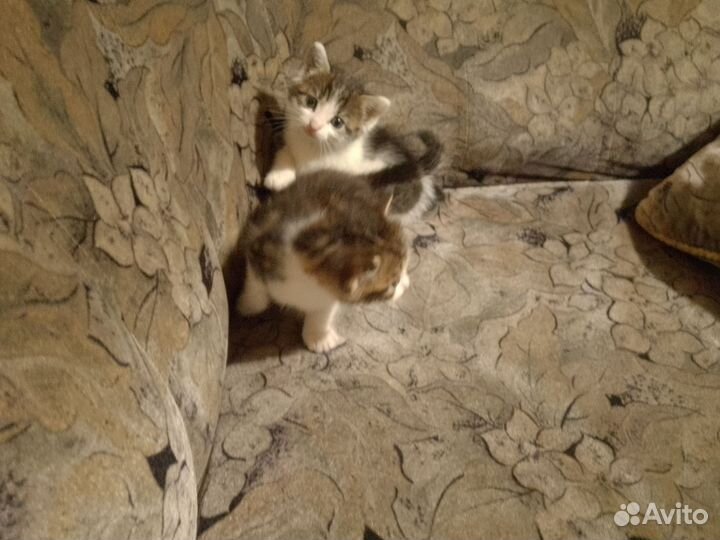 Отдам бесплатно