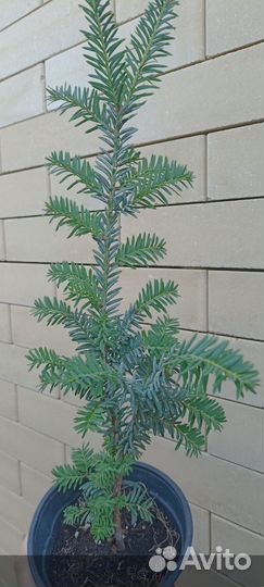 Тисс ягодный