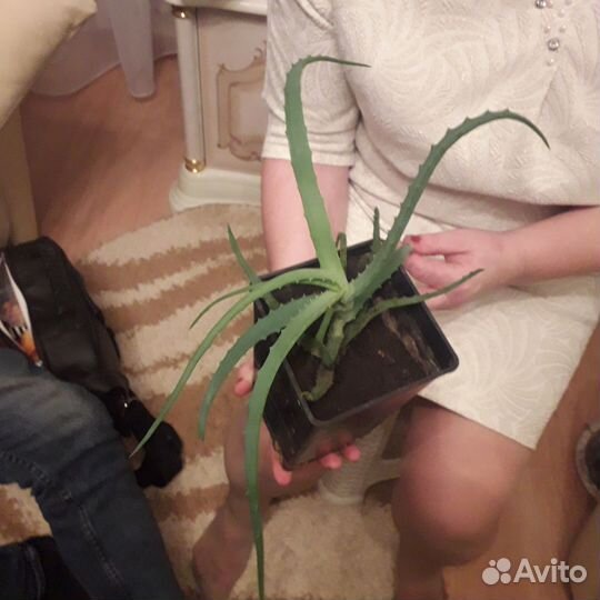 Алоэ вера лечебный