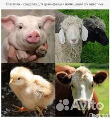 Забой Крс, Овец, Баранов, Коз