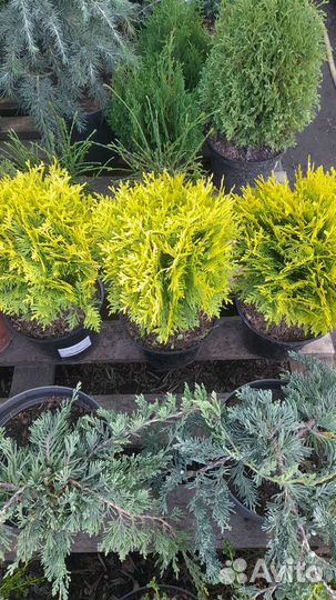 Туя шаровидная Мириам