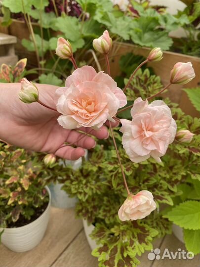 Пеларгония Леона Галактика