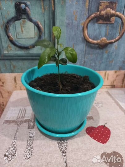 Диффенбахия