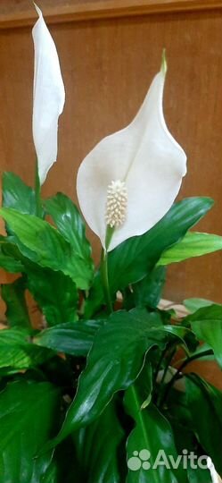 Спатифиллум Каланхоэ циперус