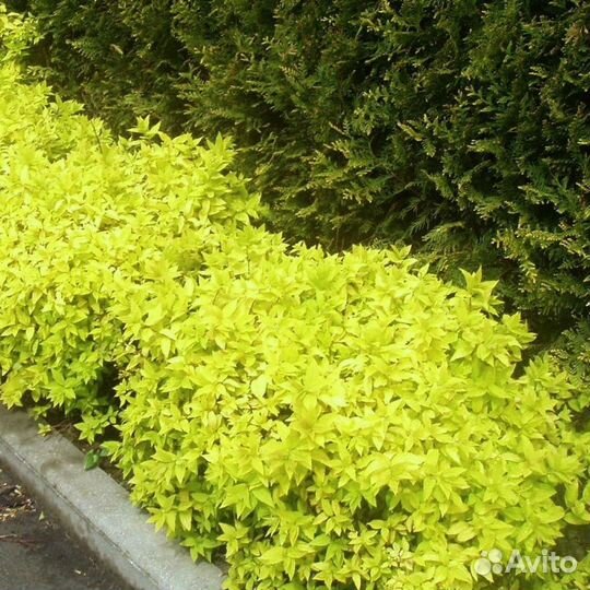 Спирея голден принцесс
