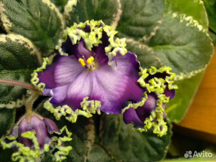 Сортовые фиалки,детки,листья
