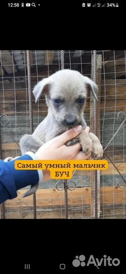 Собака в добрые руки щенок