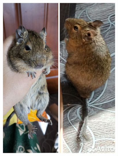 Чилийская белка дегу