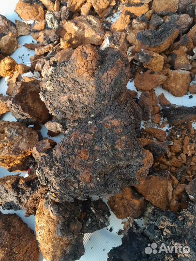 Березовый гриб чага