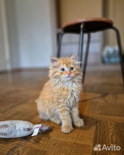 Рыжий котенок в добрые руки