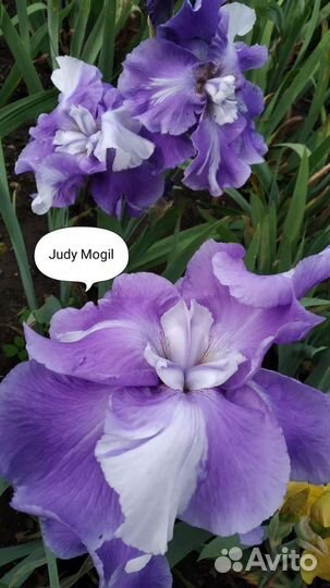 Ирис шестифолый