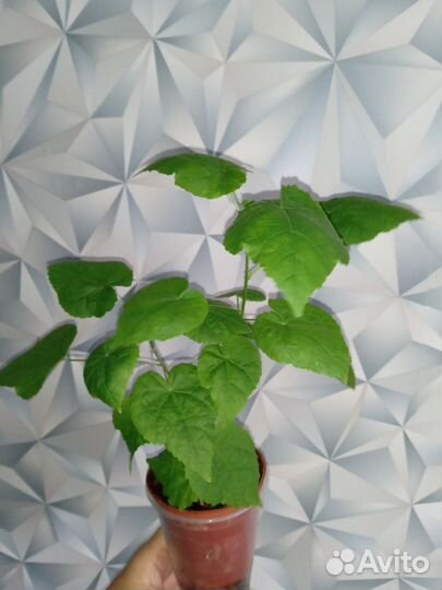 Абутилон Белоснежка