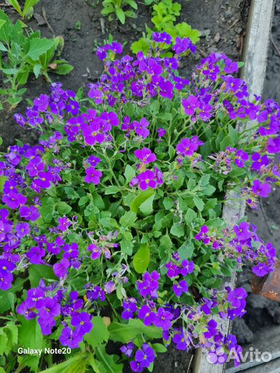 Многолетние цветы, почвопокровные